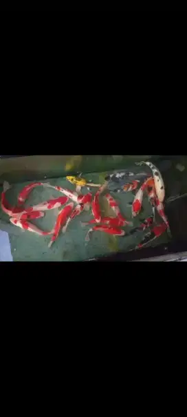 Ikan hias koi Kohakuan Sanke Showa Shiro Bekko Kin Showa
