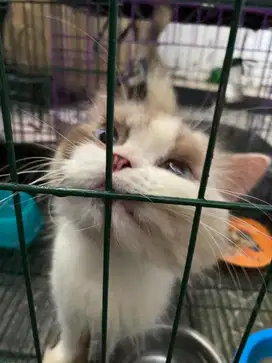 Lepas Adopt Murah Indukan + Kitten Ragdoll