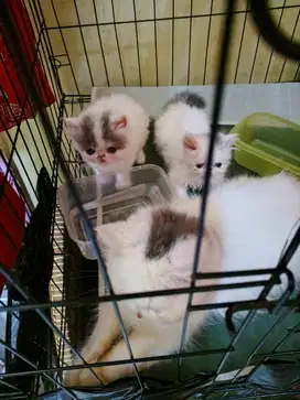 Kucing Persia peacknose
