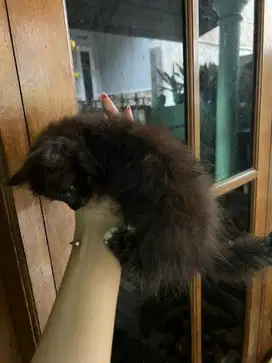 kitten kucing persia betina
