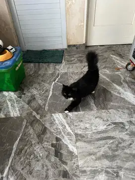 Kucing persia betina