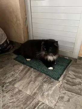 Kucing persia jantan