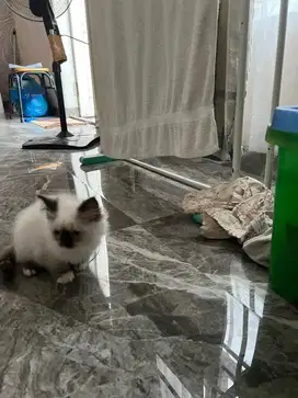 Kucing himalaya usia 2.5 bln