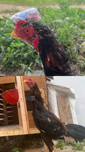 Jual ayam bangkok asli ayam petarung