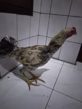Ayam bangkok  usia 6 bulan