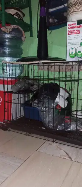 Jual kndang kucing besar