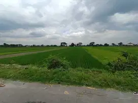 Aset BTN Solo Tanah Sawah di Kalikotes Klaten