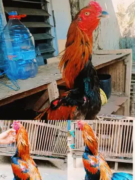 AYAM SURAN/KEMBANG LATAR