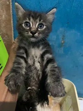 Kitten anggora persia