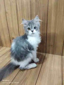 persia betina 6bln