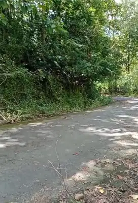 Kebun Subur 2 Hct isi Penuh Kayu Jati Siap Panen