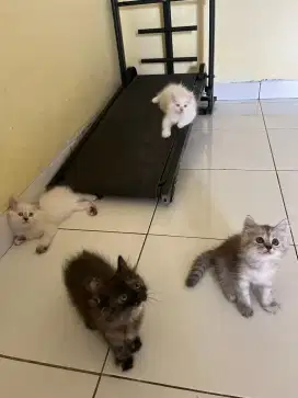 Kitten persia himalaya