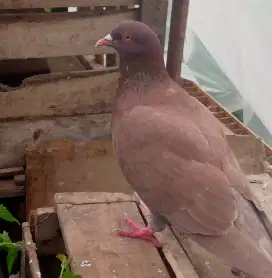 MERPATI balap dan kolong
