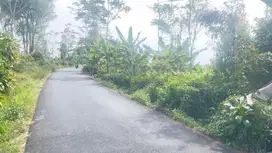 Dijual Murah Tanah Kebun Teh + Pisang 3389 m2 Pinggir Jalan Purwakarta