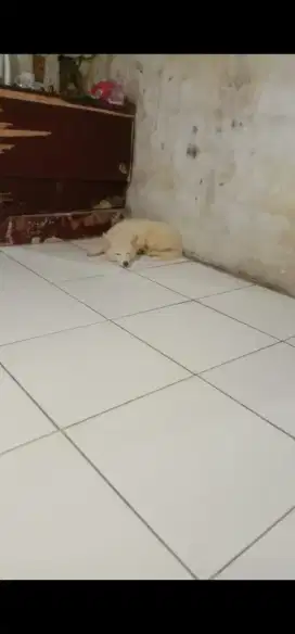 Anjing putih ras / aktif medium size