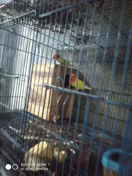Lovebird sejodoh siap produk