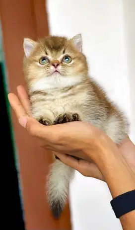 British shothair kitten golden