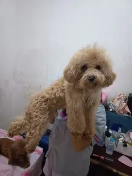 Anjing Maltipoo Jantan 6 Bln