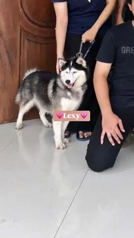 Jual Anjing Murah