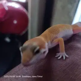 Juwal babi gecko