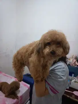 Maltipoo Jantan 6 Bln