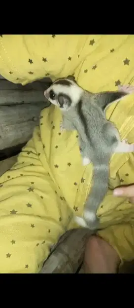 SUGAR GLIDER MOZAIK RINGTAIL 5 CINCIN