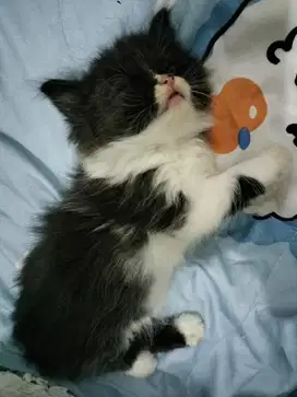 kucing kitten lucu