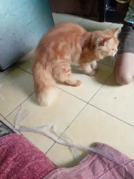 KUCING PERSIA BIG BONE