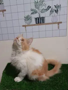 Kucing persia/4 bulan/betina