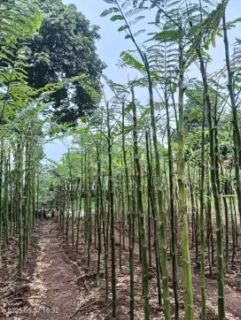 Pohon solobium/pakis brajil