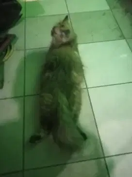KUCING PERSIA BIG BONE