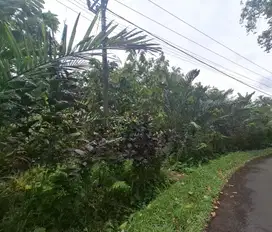 Dijual tanah kebun salak di selemadeg tabanan bali