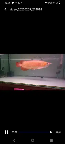 Ikan Arwan Jumbo