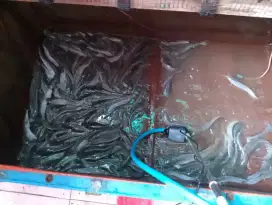 Di jual borongan aja ikan lele konsumsi