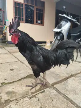 Ayam kampung jantan