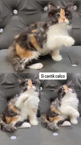 Kitten betina calico 4warna flatnose