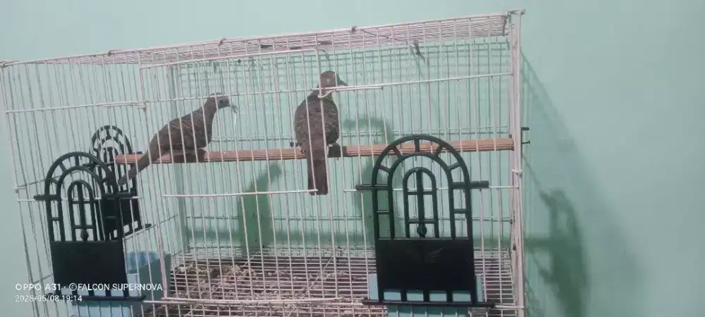 Burung perkutut lokal sepasang