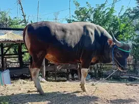 Hewan Qurban Sapi Bima