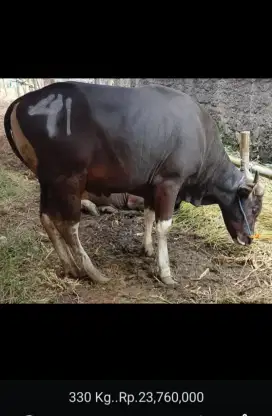 SAPI BALI 2025 BERAT HIDUP 330 KG