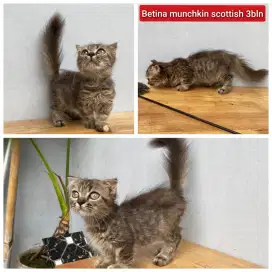 Lepas adopsi kucing persia munchkin scottish fold