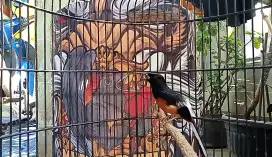 Burung murai gacor