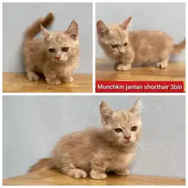 Lepas adopsi kucing persia munchkin jantan 3bln
