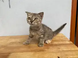 Lepas adopsi kucing persia scottish fold