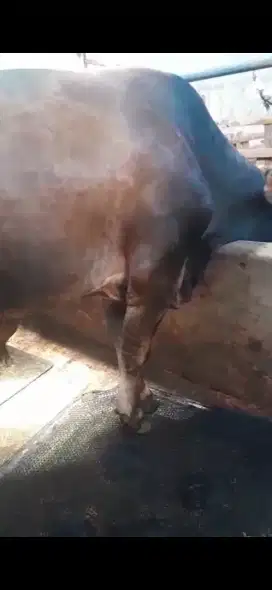 Hewan qurban sapi Pegon sehat