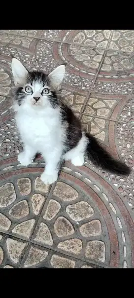 Pure Mainecoon jantan