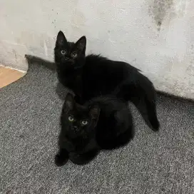 Kitten persia 2,5 bln
