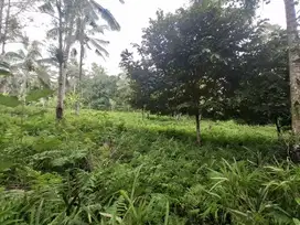 Dijual tanah kebun full datar di daerah pariwisata pedesaan