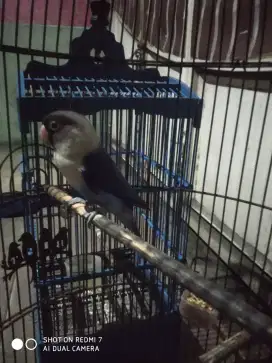 Lovebird jantan biru mangsi pekat dewasa