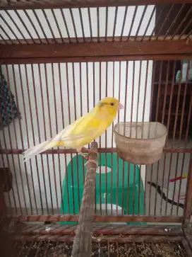Burung Kenari Waterslager (import)