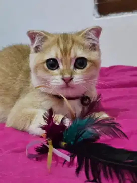 Kitten BSH Golden